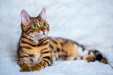 young Bengal cat clipart
