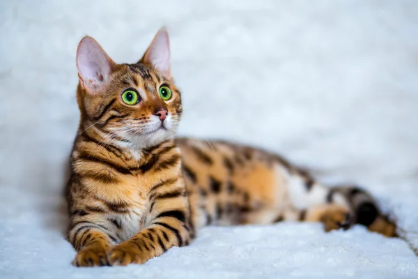 Junge Bengalkatze — Stockfoto