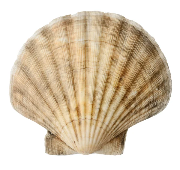 Close-up van oceaan shell geïsoleerd op witte achtergrond — Stockfoto