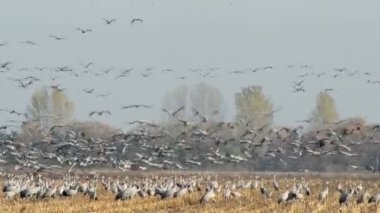 Bayağı turna Havelland alan dinlenme sonbahar kuş göç sırasında kırbaç