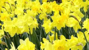 Bahar sarı nergis flowerbed. 