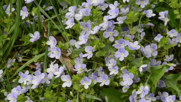 Mavi speedwell çiçek çiçek. olarak da bilinen kuşbakışı göz ve gypsyweed. — Stok video