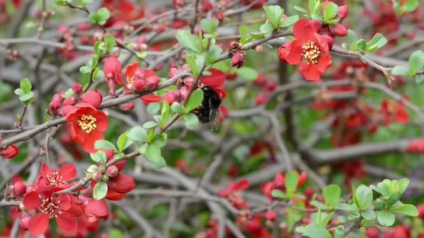 Trzmiel na krzaku Chaenomeles Lecąc z flowerhead do flowerhead — Wideo stockowe