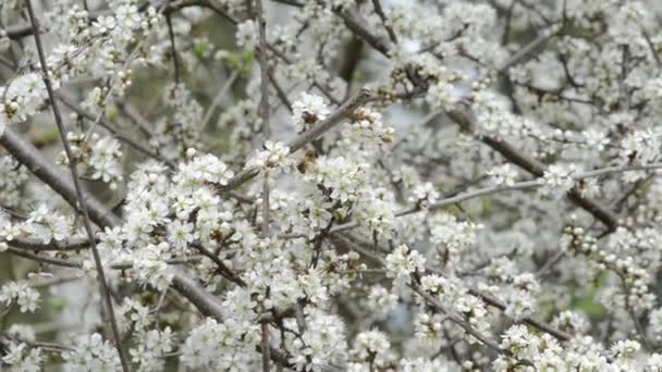 Blackthorn in blossom. Sloe — Stock Video