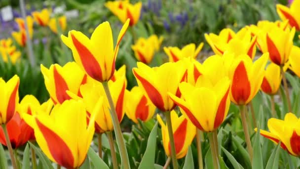 Grupo de tulipanes rojos amarillos en un parque. primavera. . — Vídeos de Stock