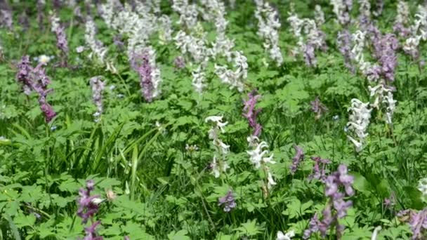 Groupe de fleurs de corydalis sur une prairie. printemps — Video