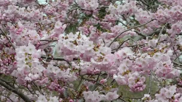 Rosa körsbärsblommor. Springtime. — Stockvideo