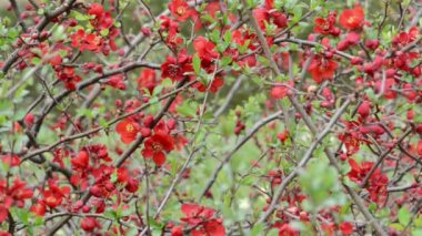 Bahar. çiçeği kırmızı Chaenomeles çalı. 