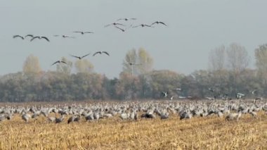 Bayağı turna sonbahar kuş göç alan üzerinde dinlenme sırasında kırbaç 