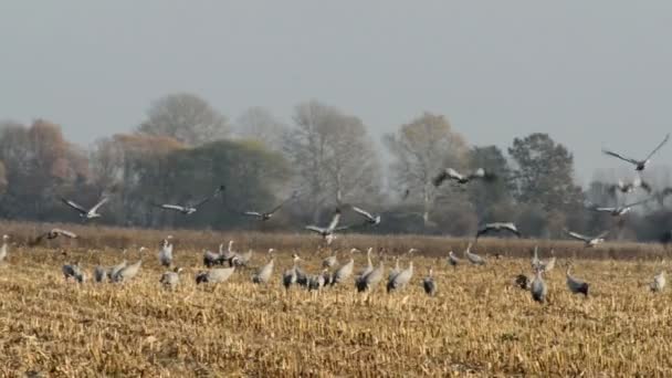 Peitsche des Kranichs während des Vogelzuges im Herbst, der auf einem Feld ruht — Stockvideo