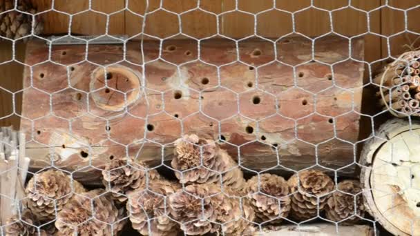 Abejas silvestres (abejas solitarias) en un refugio de insectos. machos abejas volando alrededor esperando a las hembras . — Vídeo de stock