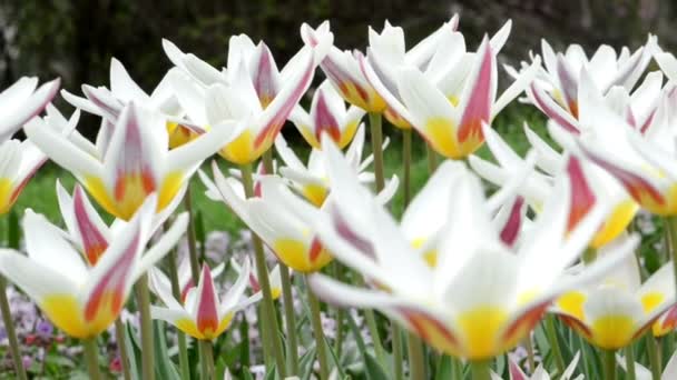 Skupina bílé růžové tulipány v parku. jarní. — Stock video