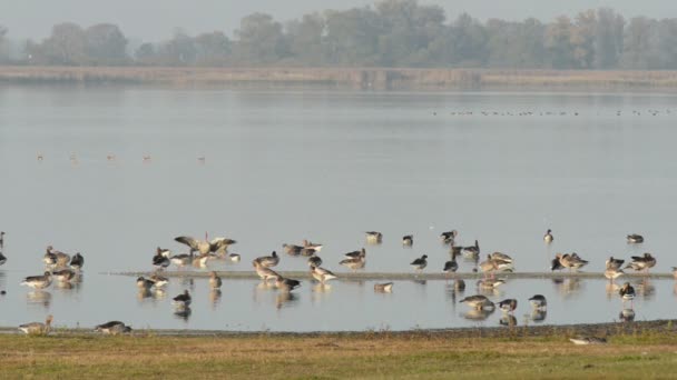 Серый гусь на озере во время осенней миграции птиц . — стоковое видео
