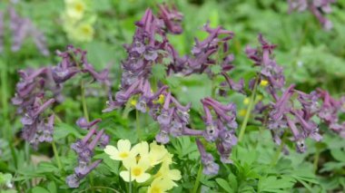 Grup corydalis çiçek bir çayır üzerinde. Bahar 