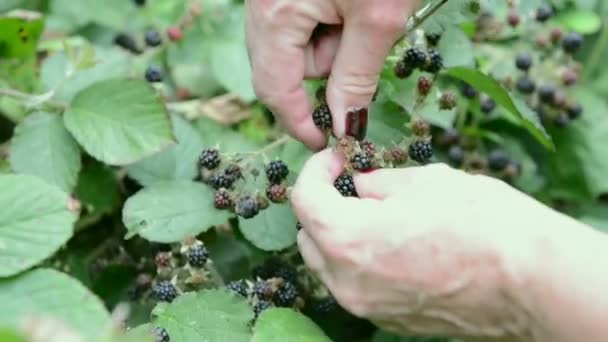 Wanita tangan mengumpulkan blackberry dari semak-semak. Musim panas — Stok Video