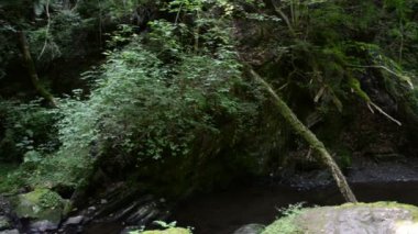 Ehrbach deresinin vahşilik bölgesi Mosel Nehri 'nin yanında. Vahşi doğa. (Almanya, Rhineland-damak tadı)