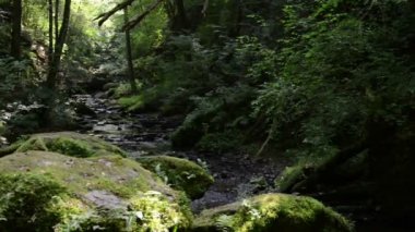 Ehrbach deresinin vahşilik bölgesi Mosel Nehri 'nin yanında. Vahşi doğa. (Almanya, Rhineland-damak tadı)