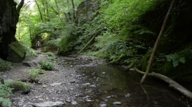 Ehrbach deresinin vahşilik bölgesi Mosel Nehri 'nin yanında. Vahşi doğa. (Almanya, Rhineland-damak tadı)