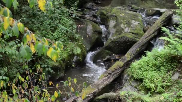 Bekkeområdet Ehrbach ved siden av elva Mosel. ville landskap. (Tyskland, Rhinland-palatinat ) – stockvideo