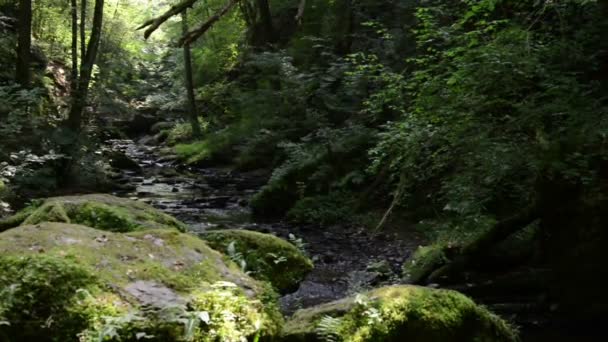 zone sauvage du ruisseau Ehrbach à côté de la rivière Mosel. paysage sauvage. (Allemagne, Rhénanie-palatinat )