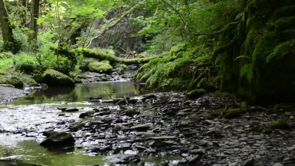 Az Ehrbach patak vadonterülete a Mosel folyó mellett. vad táj. (Németország, Rajna-vidék-Pfalz) — Stock videók