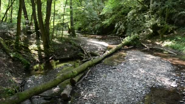 Ehrbachin joen erämaa-alue Mosel-joen vieressä. villi maisema. (Saksa, Rheinland-Pfalzin osavaltio ) — kuvapankkivideo