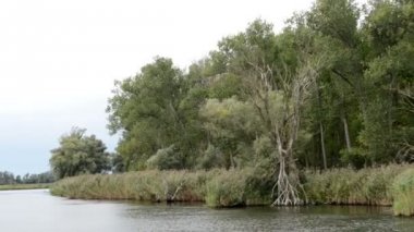 Havel Nehri. tipik peyzaj çayır ve willow ile çalışır. Havelland bölge. (Almanya)