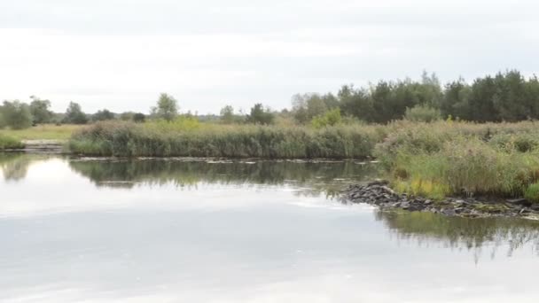 Havel floden. typiska landskap med ängar och willow försöker. Havelland regionen. (Tyskland) — Stockvideo