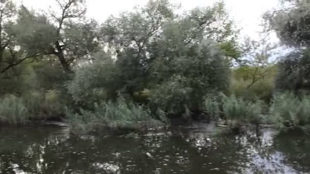 Havel river. typical landscape with meadows and willow tries. Havelland region. (Germany) — Stock Video