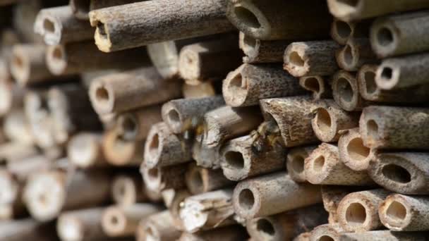 Abeilles sauvages (abeilles solitaires) dans un abri d'insectes. abeilles mâles volant autour attendant les femelles . — Video