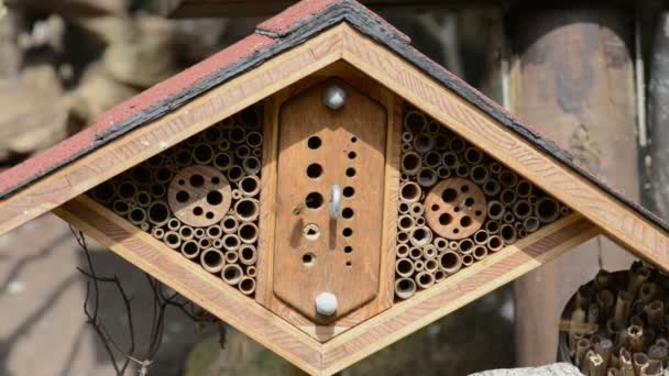 Abejas silvestres (abejas solitarias) en un refugio de insectos. machos abejas volando alrededor esperando a las hembras . — Vídeo de stock