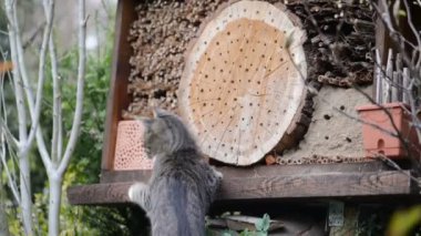 yabani arı Osmia bicornis böcek Hotel grubu.