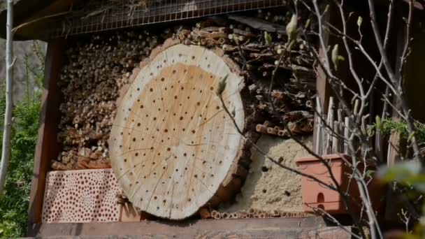 Groep van wilde bijen Osmia bicornis over insecten hotel. — Stockvideo