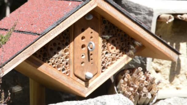 Abeilles sauvages (abeilles solitaires) dans un abri d'insectes. abeilles mâles volant autour attendant les femelles . — Video