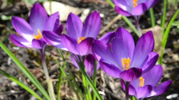 Lila crocus i vinden. blomsterrabatt. — Stockvideo