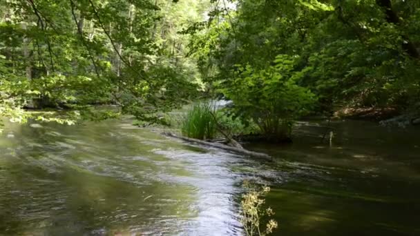 Paesaggio del fiume Wuerm. piede di porco bianco sul fiume Wuerm e foresta di faggi (Baviera, Germania ). — Video Stock