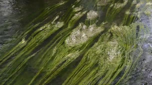 Paisaje del río Wuerm. pie blanco sobre el río Wuerm y bosque de hayas (Baviera, Alemania) ). — Vídeo de stock