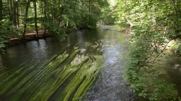 Paesaggio del fiume Wuerm. piede di porco bianco sul fiume Wuerm e foresta di faggi (Baviera, Germania ). — Video Stock