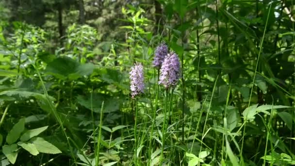Heath fläckig orkidé, även känd som Moorland fläckig Orchid (dactylorhiza maculata) — Stockvideo