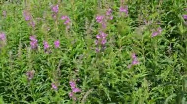fireweed (chamerion angustifolium) Rüzgar 