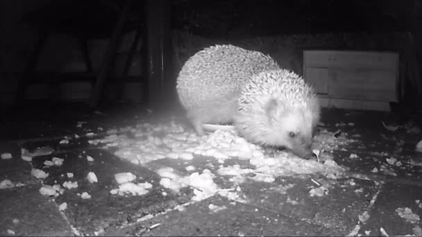 Grupo de erizo europeo salvaje alimentando a gato con comida seca por la noche. película infrarroja — Vídeo de stock