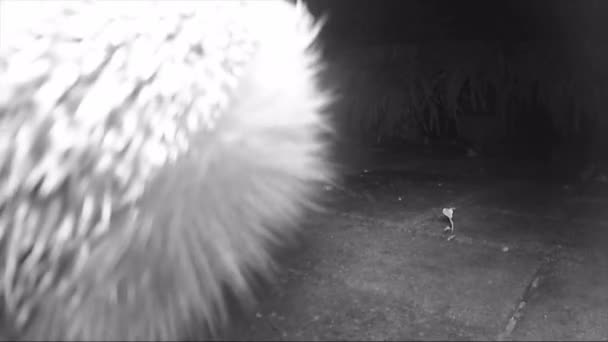 Grupo de erizo europeo salvaje alimentando a gato con comida seca por la noche. película infrarroja Metraje De Stock