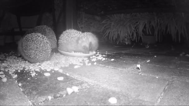 유럽 고슴도치 무리가 밤에 고양이에게 마른 음식을 먹이고 있습니다. 적외선 필름 — 비디오