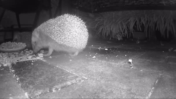 Grupo de erizo europeo salvaje alimentando a gato con comida seca por la noche. película infrarroja — Vídeo de stock