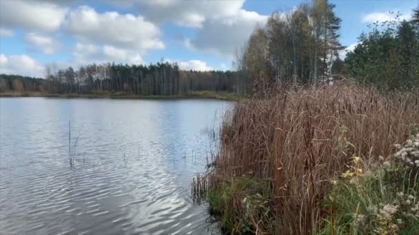 Landschap Bij Visvijvers Myszkow Polen Lake Landschap — Stockvideo