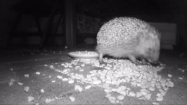 Gruppe von wilden europäischen Igeln, die nachts Katzenfutter füttern. Infrarotfilm — Stockvideo