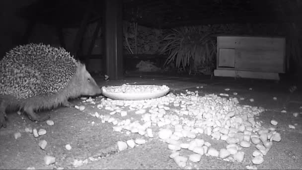 Grupo de erizo europeo salvaje alimentando a gato con comida seca por la noche. película infrarroja — Vídeo de stock