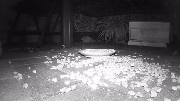 Groep wilde Europese egel voeden kat droog voedsel in de nacht. infrarood film — Stockvideo