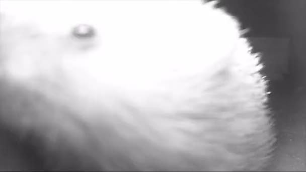 Gruppo di ricci selvatici europei che alimentano il gatto con cibo secco di notte. pellicola a infrarossi — Video Stock
