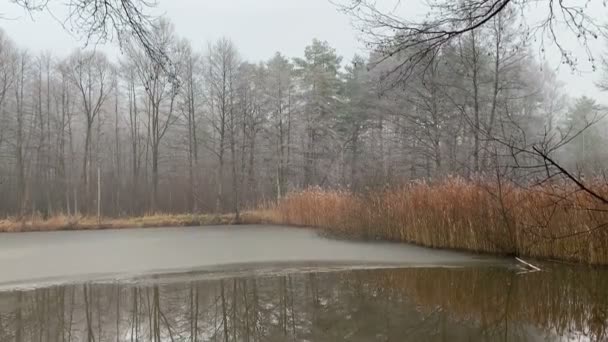 Paisaje Invernal Lago Con Heladas Polonia Myszkow Reflexión Los Árboles — Vídeo de stock